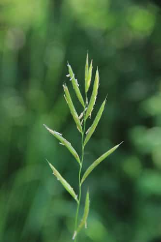 Brachypode penné