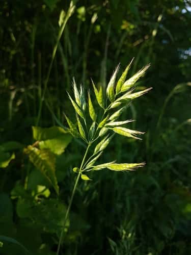 Brome mou