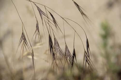 Brome stérile