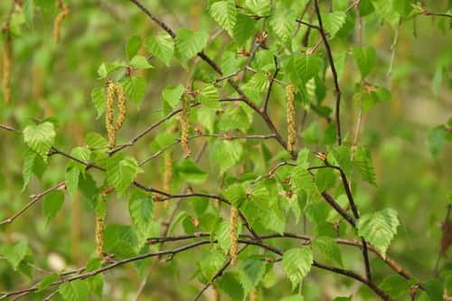 bouleau verruqueux