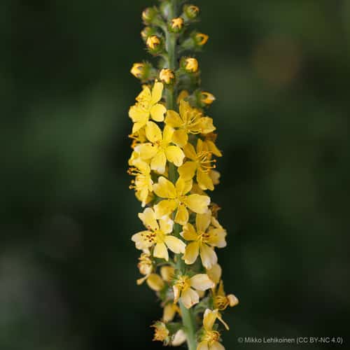 Aigremoine eupatoire
