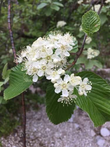 Alisier blanc