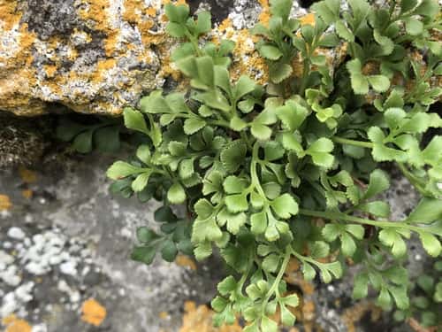Asplénie des murailles