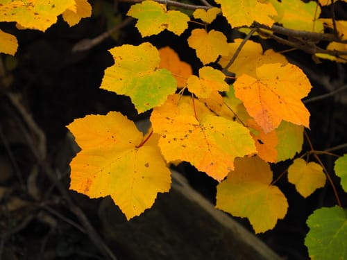 Erable à feuilles d'obier