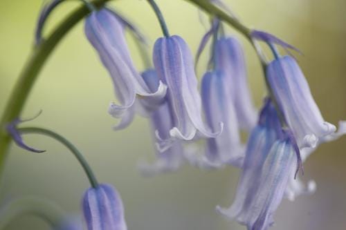 Jacinthe des bois