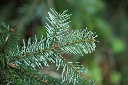 sapin blanc