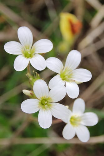 Saxifrage granulée