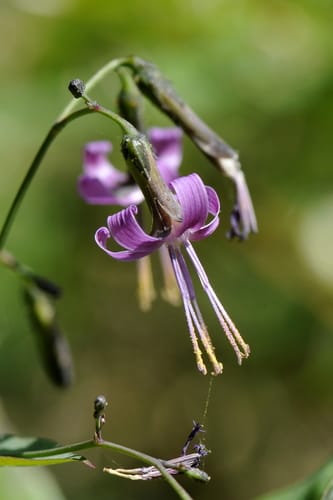 prénanthe pourpre