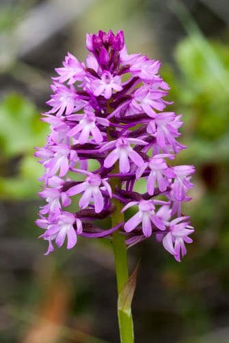 Orchis pyramidal