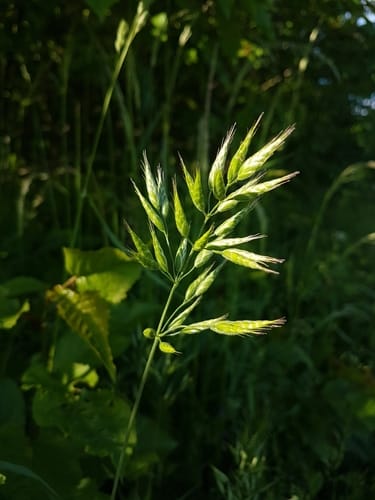 Brome mou