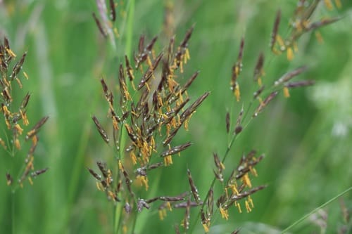 Brome dressé