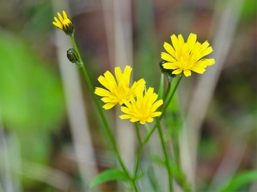 Crépis capillaire