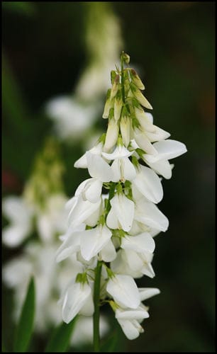 mélilot blanc