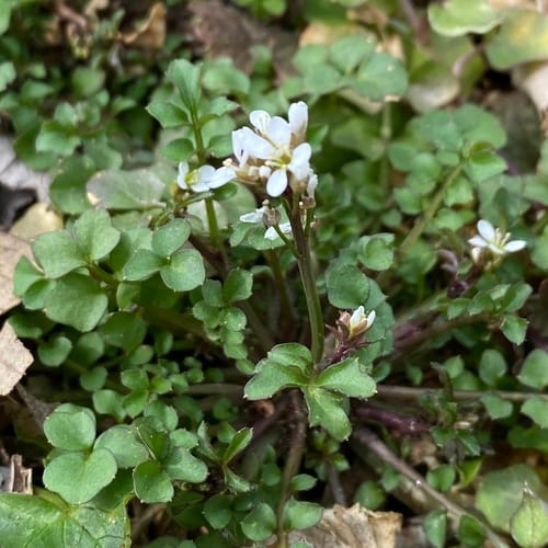 Cardamine hirsute