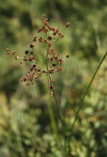 Jonc à fleurs aigües