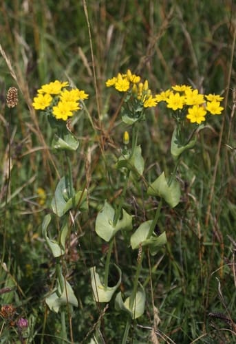 Chlore perfoliée