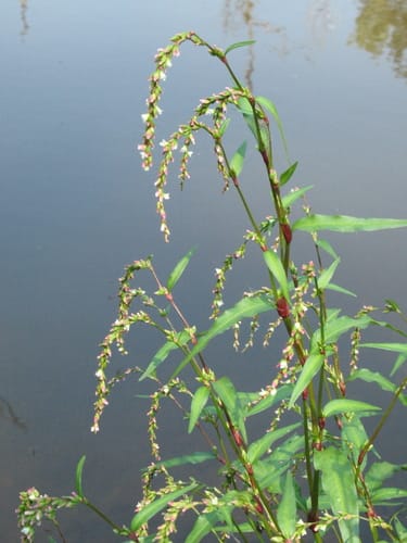 Renouée poivre d'eau