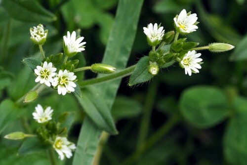 Common mouse-ear chickweed