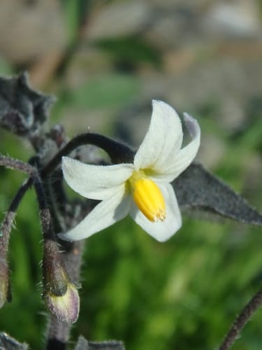 morelle noire