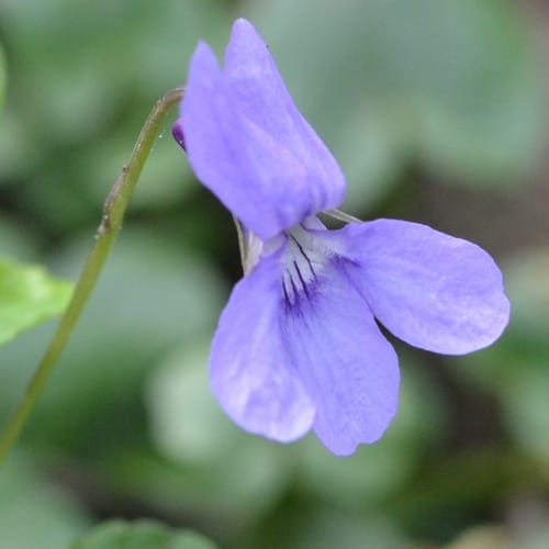 Violette des bois