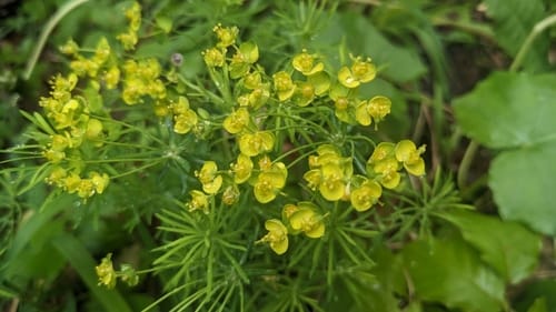 euphorbe petit-cyprès