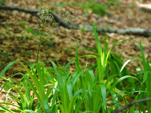 Luzule des bois