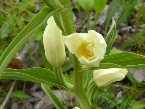 Céphalanthère à grandes fleurs