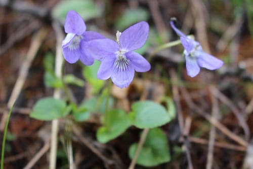 violette de Rivinius