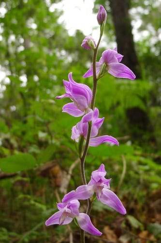 Céphalanthère rouge