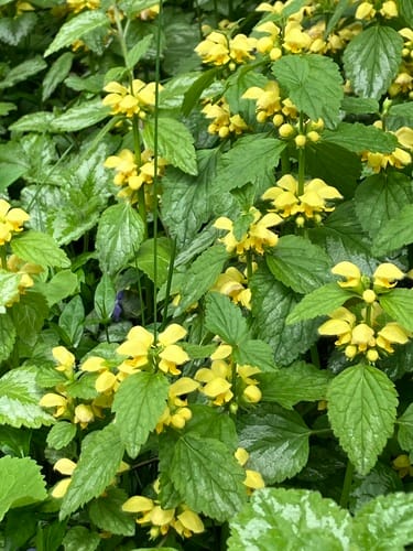 Lamier jaune