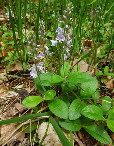 Véronique officinale