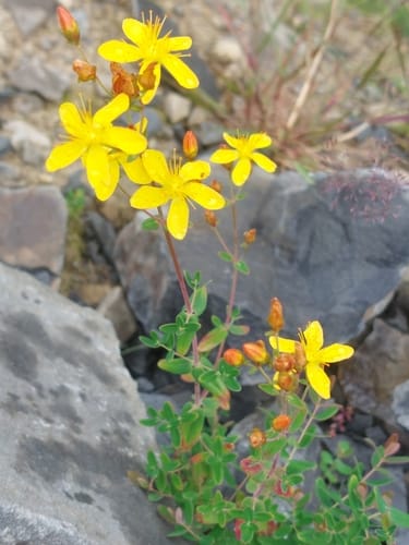 Millepertuis élégant