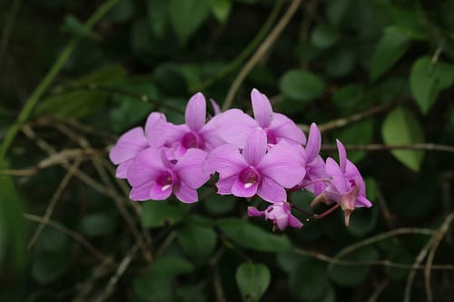 Orchidée Phalaenopsis