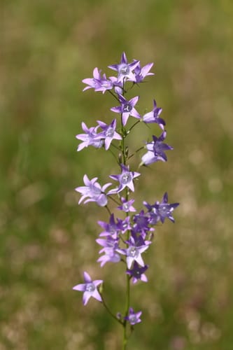 Campanule raiponce