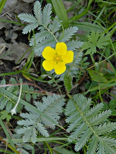 potentille ansérine