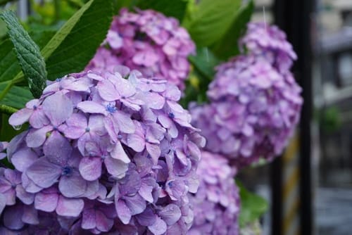 Hortensia