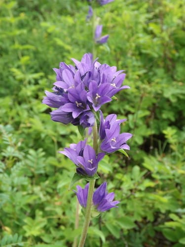 Campanule agglomérée
