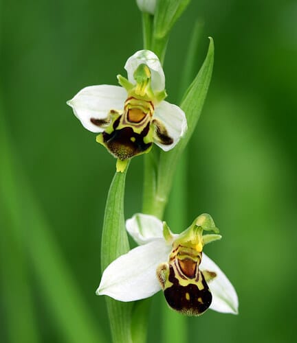 Ophrys abeille