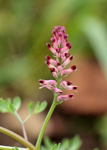 Fumeterre officinale