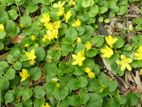Lysimaque nummulaire