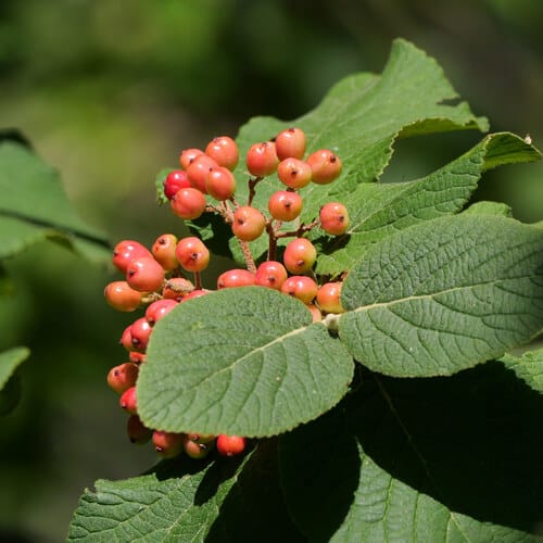 Viorne lantane