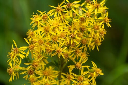 Solidage verge-d'or
