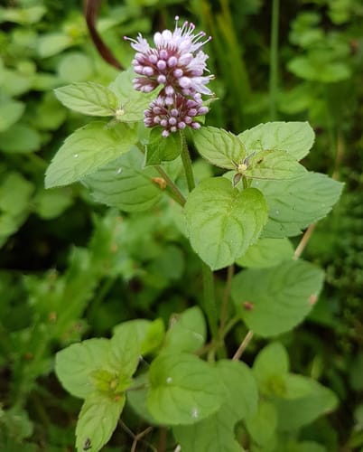 Menthe aquatique