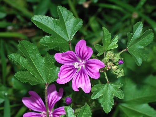 grande mauve