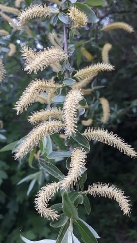Saule blanc