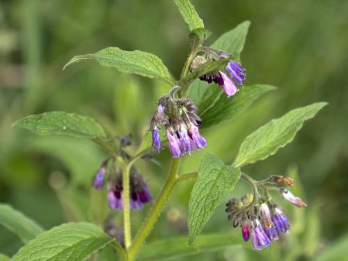 Consoude officinale