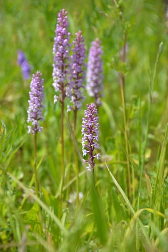 Orchis moucheron