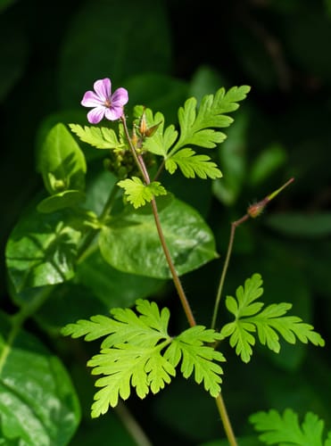 Géranium Herbe à Robert