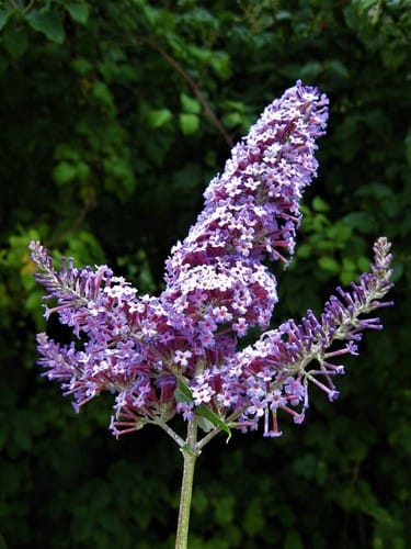 Buddleia de David
