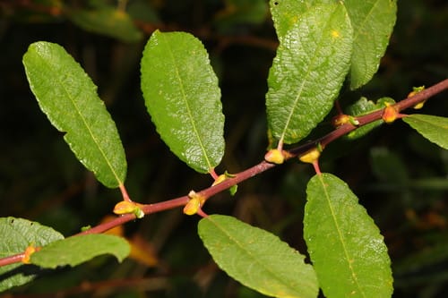 Saule cendré